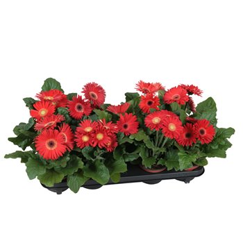 Gerbera flori line rood excellent (several kleurtinten) 22 cm fi12 cm Q2929