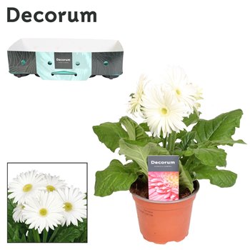 Gerbera flori line wit 2+ with kraag decorum 22 cm fi12 cm Q2939