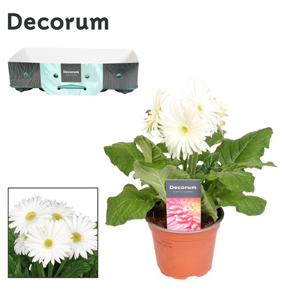 Gerbera flori line wit 2+ with kraag decorum 22 cm fi12 cm Q2939 Gerbera flori line wit 2+ with kraag decorum 22 cm fi12 cm Q2939