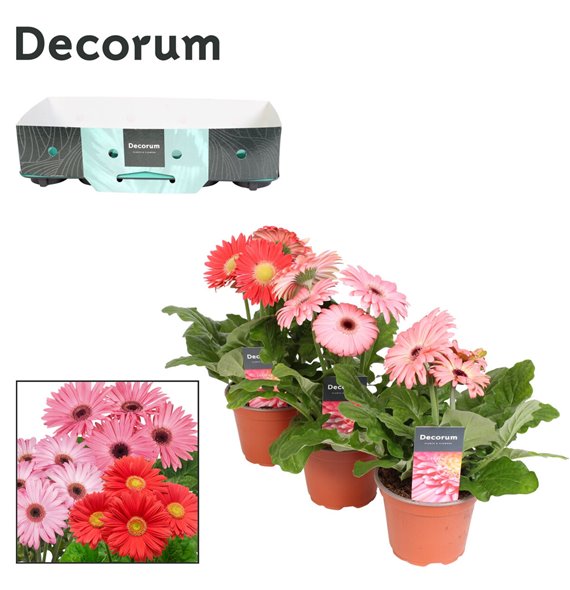 Gerbera flori line roze 2+ with kraag decorum 22 cm fi12 cm Q2940 Gerbera flori line roze 2+ with kraag decorum 22 cm fi12 cm Q2940