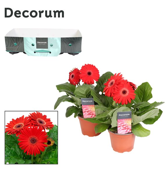 Gerbera flori line rood 2+ with kraag decorum 22 cm fi12 cm Q2941 Gerbera flori line rood 2+ with kraag decorum 22 cm fi12 cm Q2941
