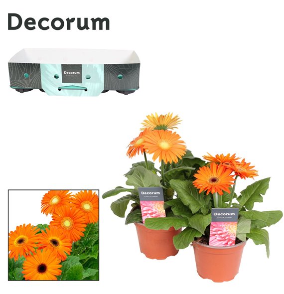 Gerbera flori line oranje 2+ with kraag decorum 22 cm fi12 cm Q2942 Gerbera flori line oranje 2+ with kraag decorum 22 cm fi12 cm Q2942