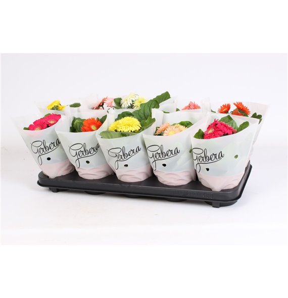 Gerbera sundayz mix 2+ cutie in frosted sleeve 22 cm fi12 cm Q2949 Gerbera sundayz mix 2+ cutie in frosted sleeve 22 cm fi12 cm Q2949