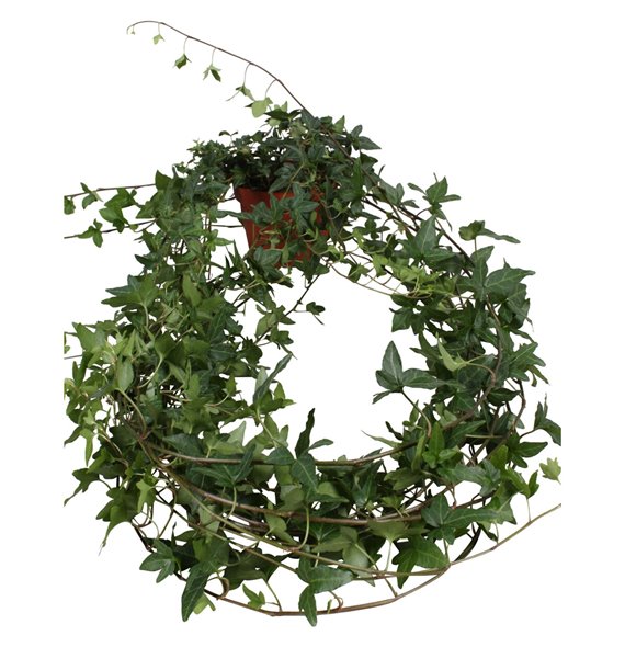 Hedera helix shamrock Hedera helix Shamrock lange plant 90 - 99 cm 9 pp 90 cm fi13 cm Q2959 Hedera helix shamrock Hedera helix Shamrock lange plant 90 - 99 cm 9 pp 90 cm fi13 cm Q2959