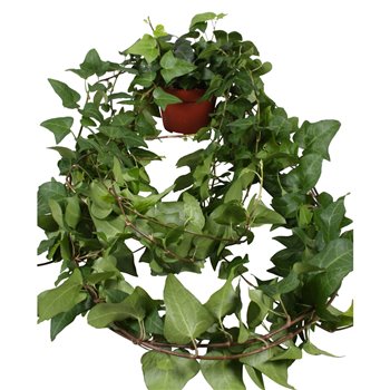 Hedera mein herz helix 9pp - 100cm Rank 90 cm fi13 cm Q2972