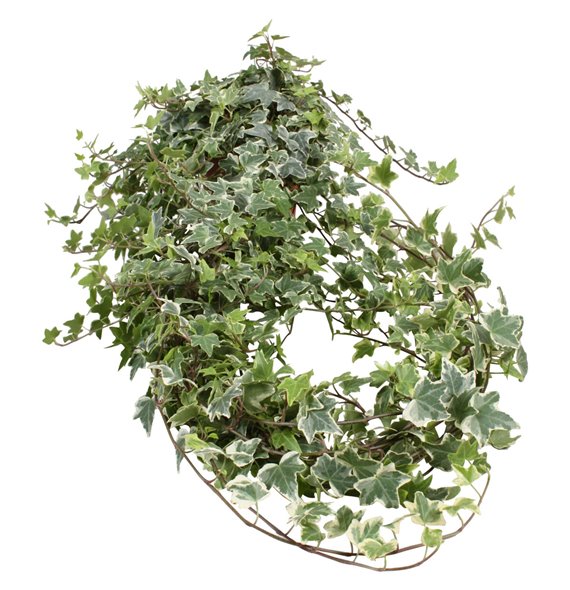 Hedera helix bont 9pp - 100cm Rank - Witbont 90 cm fi13 cm Q2984 Hedera helix bont 9pp - 100cm Rank - Witbont 90 cm fi13 cm Q2984