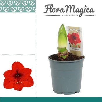 Hippeastrum Royal Red 2 Knop 2 stems plnt 25 cm fi12 cm Q3030