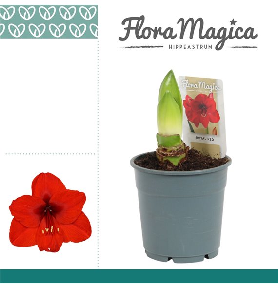 Hippeastrum Royal Red 2 Knop 2 stems plnt 25 cm fi12 cm Q3030 Hippeastrum Royal Red 2 Knop 2 stems plnt 25 cm fi12 cm Q3030