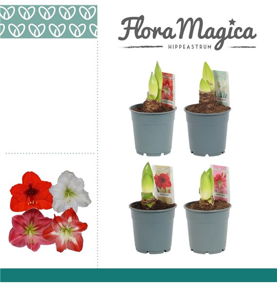 Hippeastrum Mix 2 Knop 25 cm fi12 cm Q3034 Hippeastrum Mix 2 Knop 25 cm fi12 cm Q3034