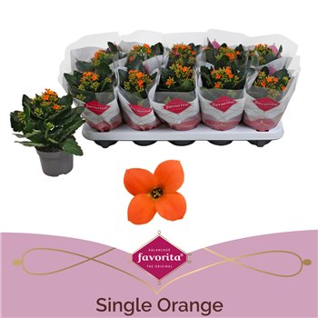 Kalanhoja acheron favorita oranje  stadium 1 22 cm fi10.5 cm Q3308