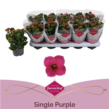 Kalanhoja thalia favorita paars  stadium 1 22 cm fi10.5 cm Q3309