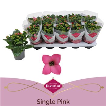 Kalanhoja bella rosa pink 22 cm fi10.5 cm Q3310