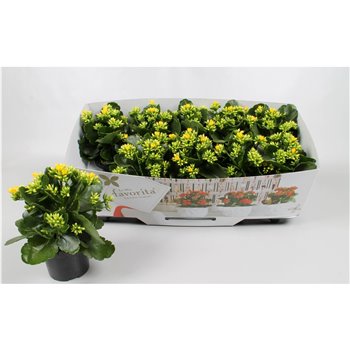 Kalanhoja geel favorita instyle with kraag 22 cm fi10.5 cm Q3312