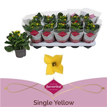 Kalanhoja solana yellow favorita stadium 1 22 cm fi10.5 cm Q3313