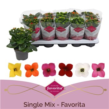 Kalanhoja mix Favorita 6 colour mix - st 1 22 cm fi10.5 cm Q3315