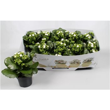 Kalanhoja wit favorita instyle with kraag 1 pp wit 22 cm fi10.5 cm Q3324