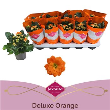 Kalanhoja perfecta orange Kalanhoja Double Deluxe Orange stadium 1 pp 22 cm fi10.5 cm Q3345