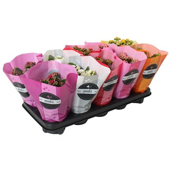 Kalanhoja roseflowers mix goodie 24 cm fi10.5 cm Q3386