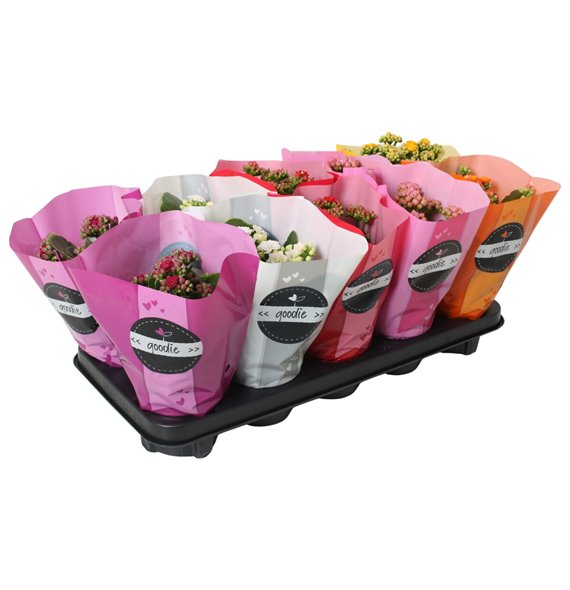 Kalanhoja roseflowers mix goodie 24 cm fi10.5 cm Q3386 Kalanhoja roseflowers mix goodie 24 cm fi10.5 cm Q3386
