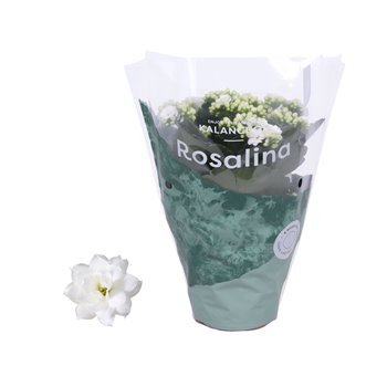 Kalanhoja rosalina don dione 27 cm fi12 cm Q3401
