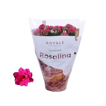 Kalanhoja rosalina paars royale 27 cm fi12 cm Q3412