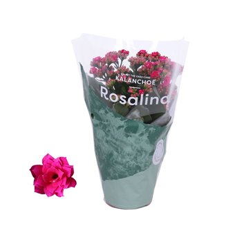 Kalanhoja blossfeldiana rosalina don victorio 27 cm fi12 cm Q3420
