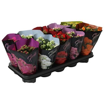 Kalanhoja roseflower mix Goodie DeLuxe 24 cm fi10.5 cm Q3466