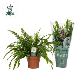 Nephrolepis exaltata green lady Air So Pure 35 cm fi12 cm Q3669