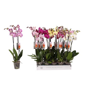 Orhideja Phalaenopsis mix 2 stems - 14+ flowers 60 cm fi12 cm Q3997