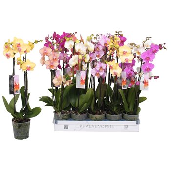 Orhideja Phalaenopsis mix 3 stems - 18+ flowers 60 cm fi12 cm Q4021