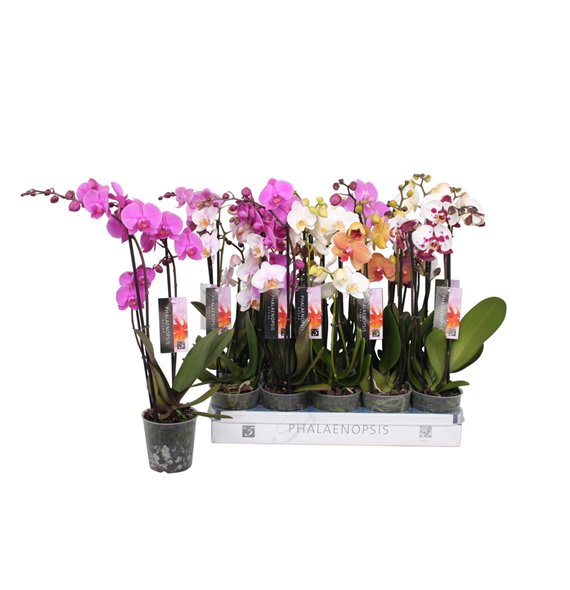Orhideja Phalaenopsis mix 3 stems - 18+ flowers 60 cm fi12 cm Q4022 Orhideja Phalaenopsis mix 3 stems - 18+ flowers 60 cm fi12 cm Q4022