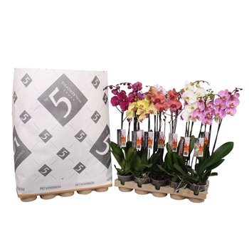 Orhideja Phalaenopsis mix 2 stems - 14+ flowers pulptray 60 cm fi12 cm Q4061
