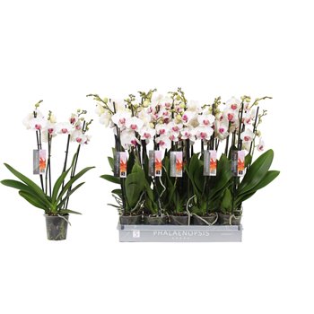 Orhideja Phalaenopsis wit red lips 4 stems - 25+ flowers 60 cm fi12 cm Q4133