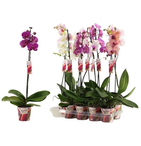 Orhideja Phalaenopsis mix 1 stems 9+ flower - 75cm - Scenza 75 cm fi12 cm Q4186 Orhideja Phalaenopsis mix 1 stems 9+ flower - 75cm - Scenza 75 cm fi12 cm Q4186