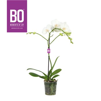 Orhideja Phalaenopsis wit BO - Funda White- 70cm - 1 stems  9+ flower 70 cm fi12 cm Q4314