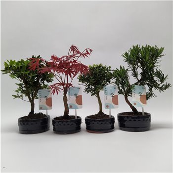 Bonsaj mix Outdoor 30 cm fi12 cm Q4522