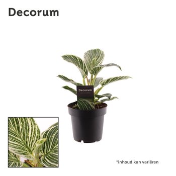 Philodendron birkin Philodendron Birkin P12 (Decorum) 1 pp 25 cm fi12 cm Q4739