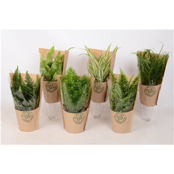 Miks lončnic eco sleeve 25 cm fi12 cm Q4824
