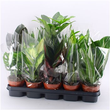 Miks lončnic M-10 Mixplanten without showbox 45 cm fi12 cm Q4826