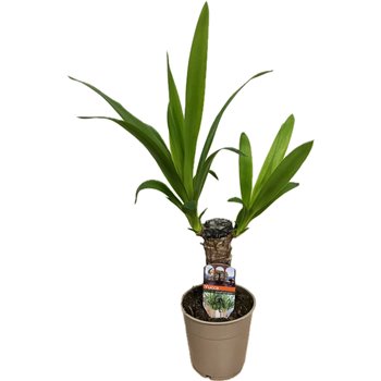 Juka 25cm - single stem - 1 heads 50 cm fi12 cm Q5348