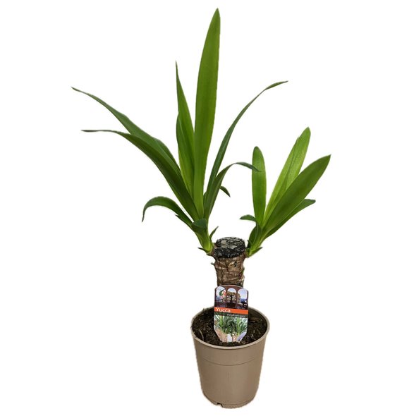 Juka 25cm - single stem - 1 heads 50 cm fi12 cm Q5348 Juka 25cm - single stem - 1 heads 50 cm fi12 cm Q5348