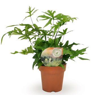 Doryopteris pedata 35 cm fi12 cm Q5408