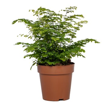 Adiantum fritz luthi 35 cm fi12 cm Q5420