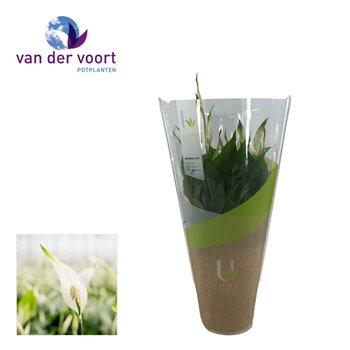 Spatifil bellini 8+ flower - Ultimo sleeve 40 cm fi13 cm Q5582