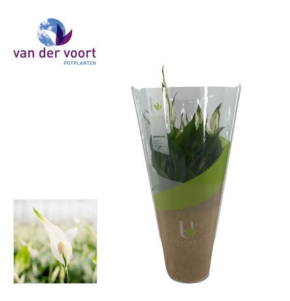 Spatifil bellini 8+ flower - Ultimo sleeve 40 cm fi13 cm Q5582 Spatifil bellini 8+ flower - Ultimo sleeve 40 cm fi13 cm Q5582