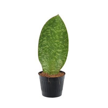 Taščin jezik - Sanseveria masoniana whale fin 30 cm fi10.5 cm Q1514