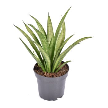 Taščin jezik - Sanseveria trifasciata tess 30 cm fi10.5 cm Q1556
