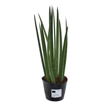 Taščin jezik - Sanseveria cylindrica bacularis mikado 40 cm fi10.5 cm Q1607