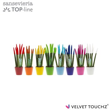 Taščin jezik - Sanseveria cylindrica velvet touchz® mix in ceramic rotterdam 35 cm fi8.5 cm Q1758