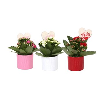 Kalanhoja rosalina 2 kl  stippenpot and hartsteker 15 cm fi7 cm Q3429